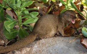 A small Indian mongoose in Hanauma Bay, O'ahu, Hawaii.
