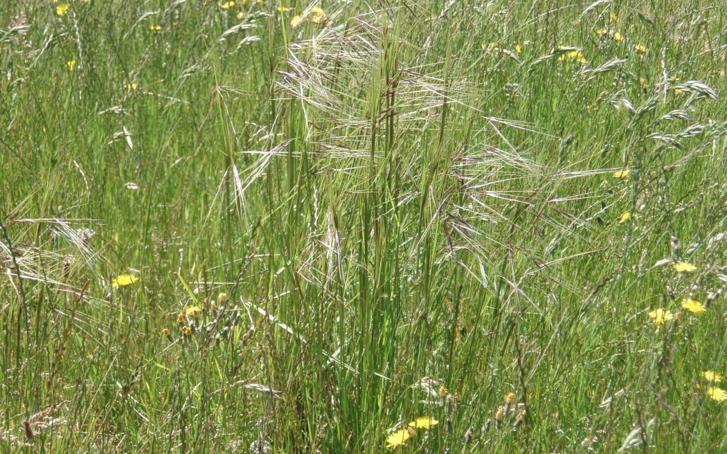 Chilean needle grass