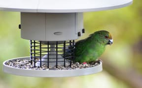 A small parakeet sits on a bird feeder with sunflower seeds. It holds a seed in its beak.