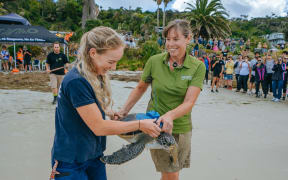 Dr Karen Middlemiss sending off a satellite tagged green sea turtle on Rangiputa Beach