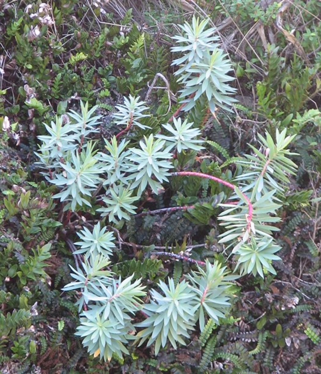 Waiuatua, or "shore spurge", decorates many traffic islands in the capital