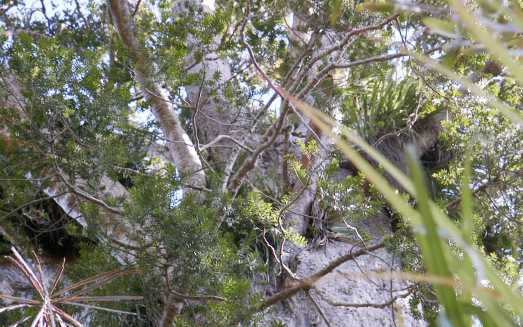 A large Kauri tree on the side of the road on the way to one of the many track entrances to the Waitakere Forest.