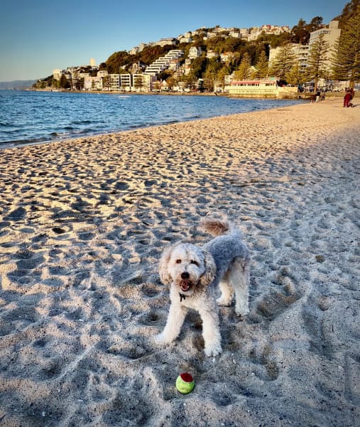 Lucy's dog Cosmo being a happy boy at Oriental Bay beach.