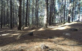 Woodhill Forest, Muriwai