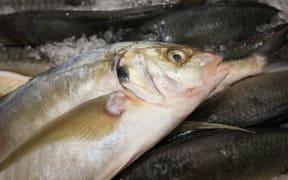 Fish for sale at Pak n Save Kilbirnie.