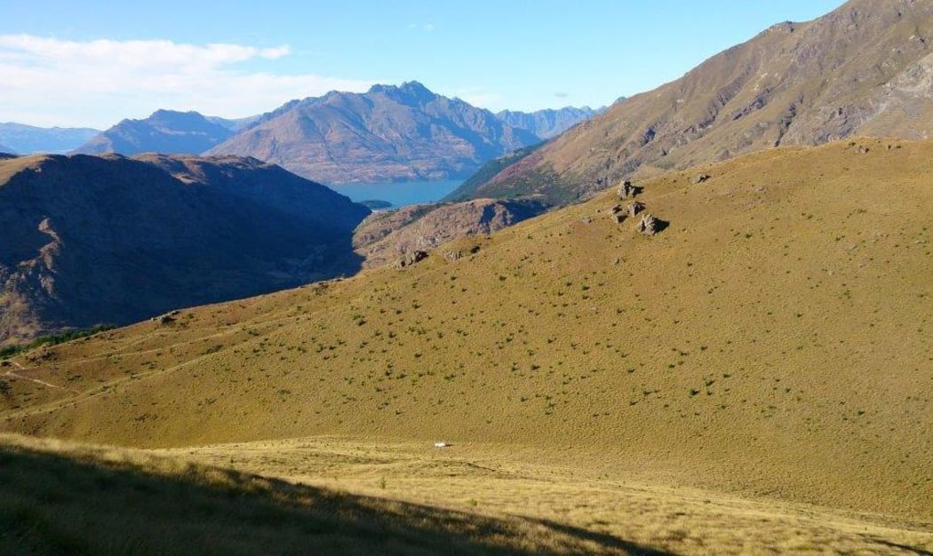 Wilding pines spread in tussock land around Queenstown.