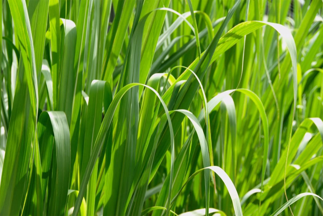 Grass macro high resolution.