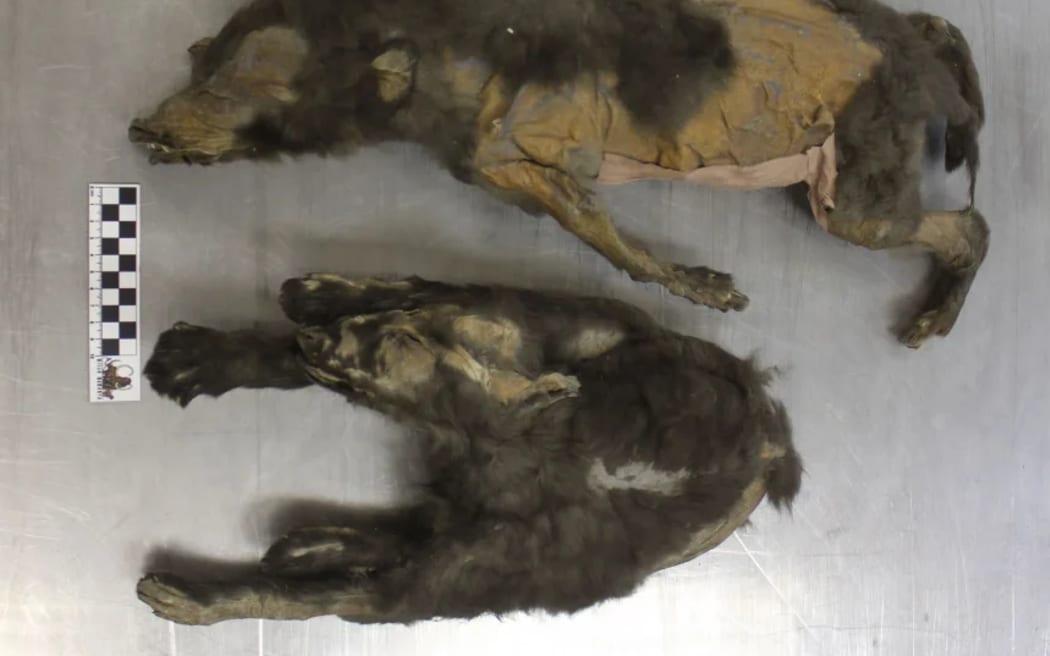 The mummified remains of the “Tumat Puppies" - single use