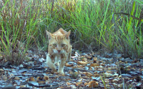 A camera trap in Australia caught this photo of a feral cat.