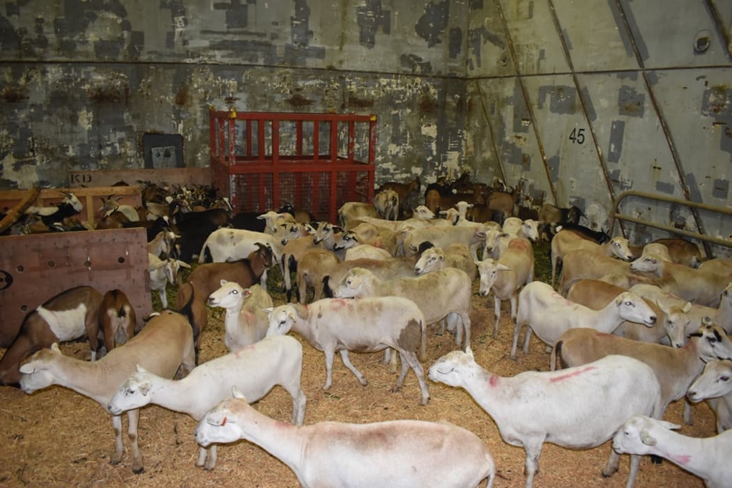 Sheep and goats being exported from Fiji to Tonga