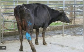 Mistreatment of cows an embarrassment to industry says Fed Farmers: RNZ Checkpoint
