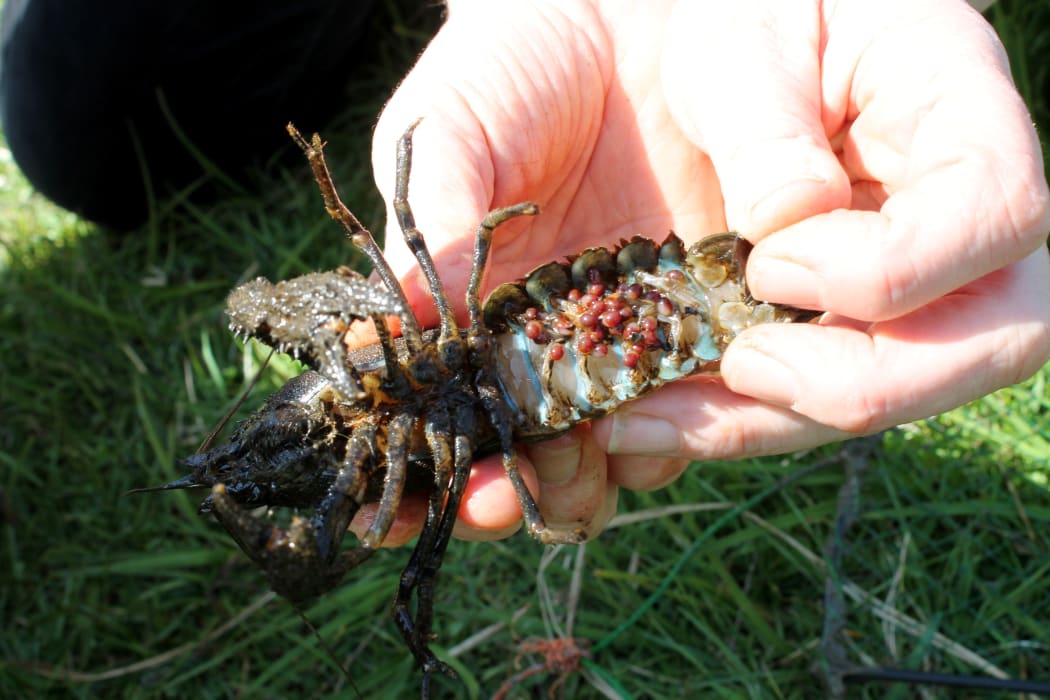 Eggs under the wing of a female.