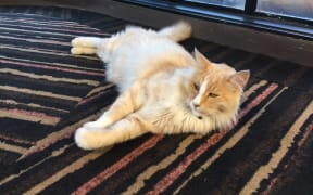 Mittens relaxes on the carpet at the Michael Fowler Centre