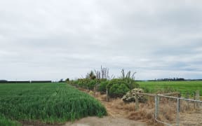 test plantings for the Plant and Food Research study.