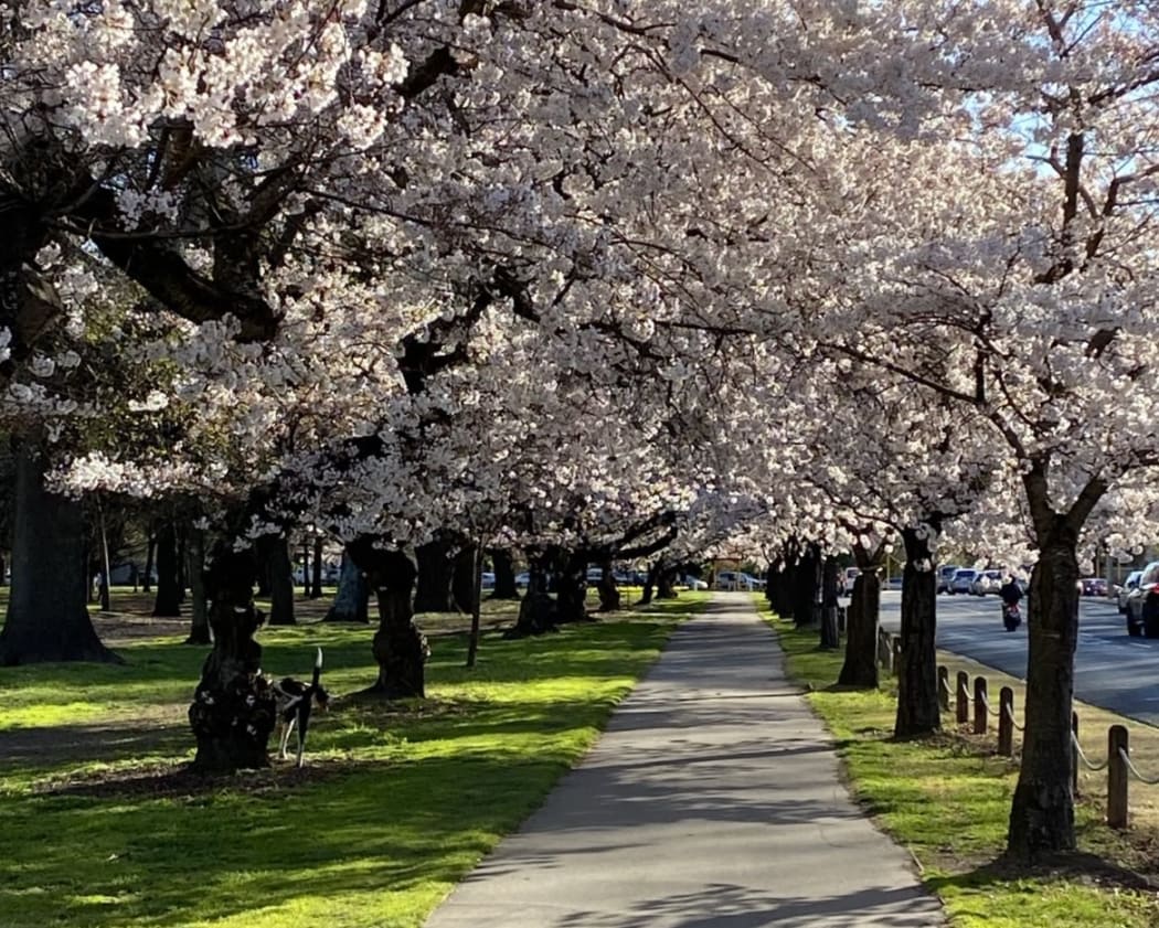 Cherry blooms.