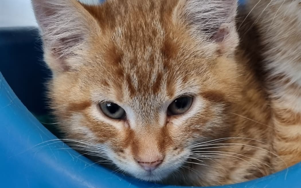 The charity efforts to find homes for more than 400 animals this summer.