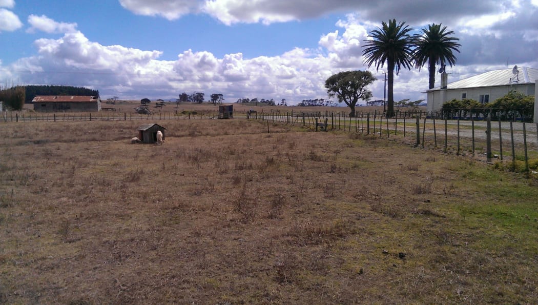 Dry pasture in Dargaville.