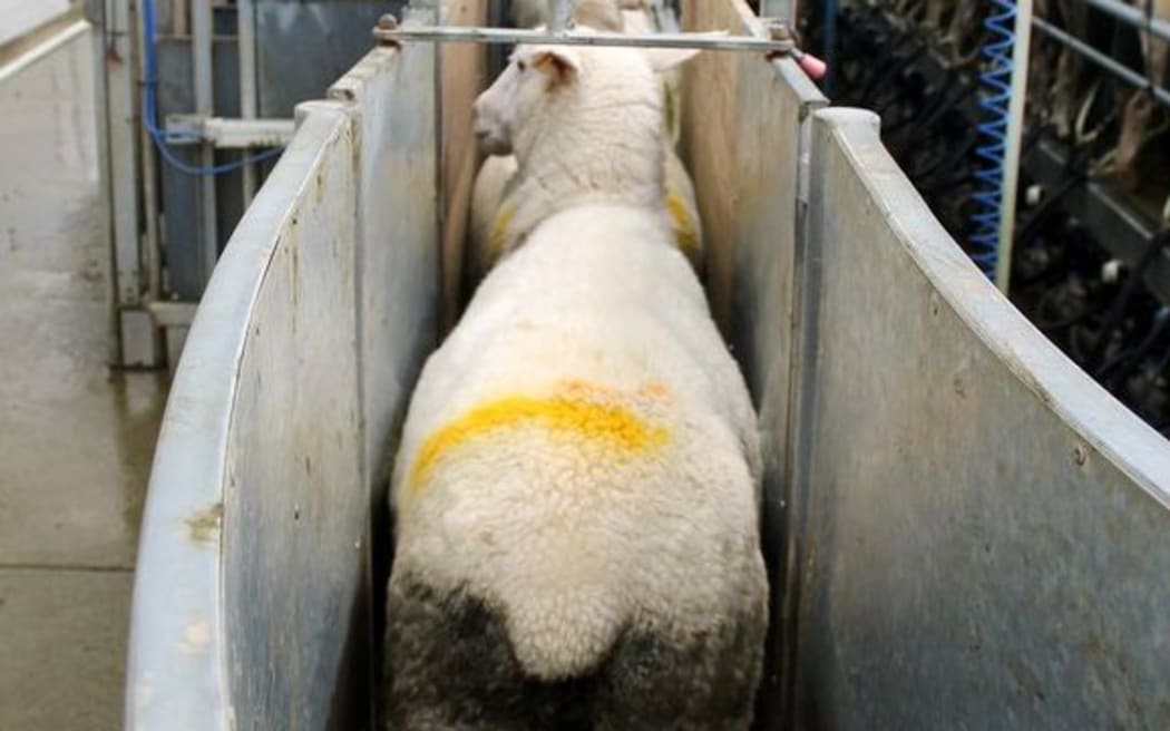 Sheep at Antara Ag Farms