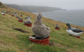 Chatham albatross chicks sit on their flowerpot nests surrounded by decoy albatrosses to create a sense of a busy noisy colony