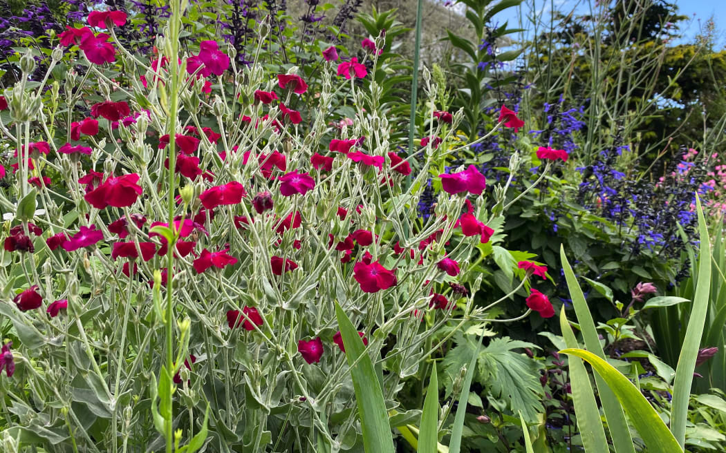 Flowers in reds and purple make this English country style garden sing.