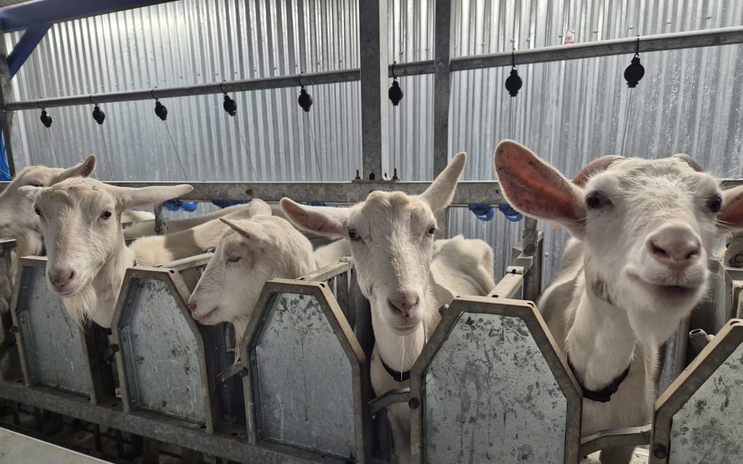 It's time for milking at The Brooklyn Creamery, outside Wellington.