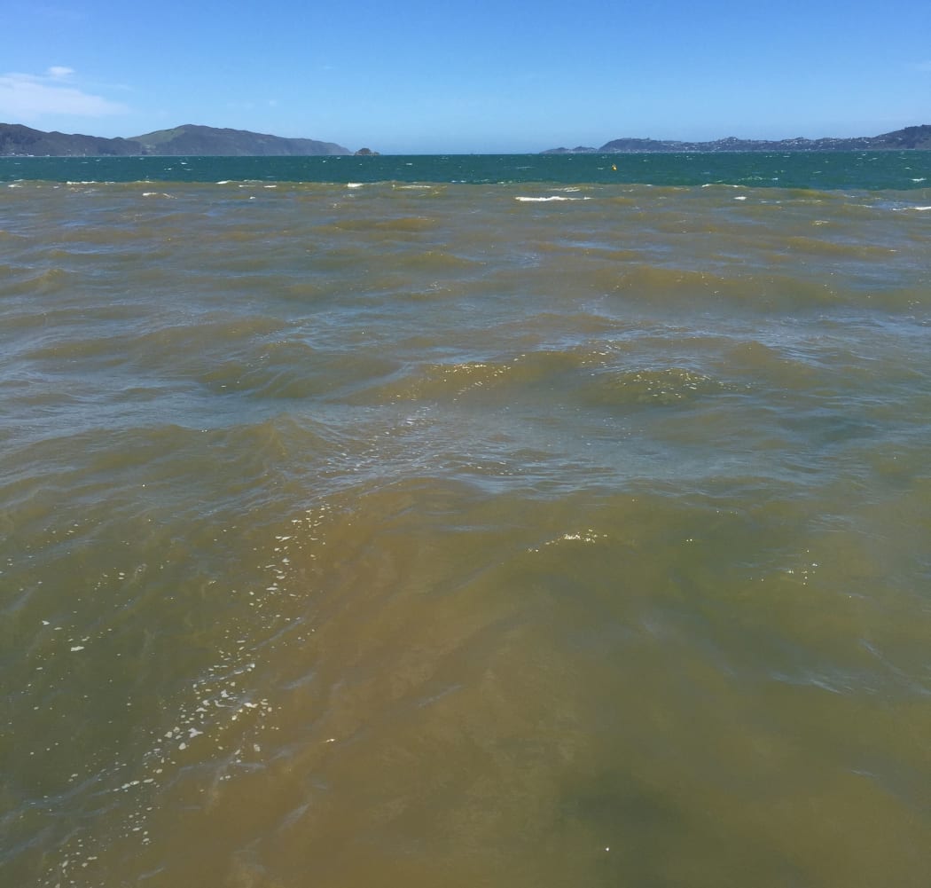 Following a flood, muddy freshwater can cover Wellington harbour, but it is just a shallow layer, one to three metres deep.