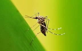Yellow fever mosquitoes carry a number of diseases including dengue fever, which kills roughly 40,000 people each year.
