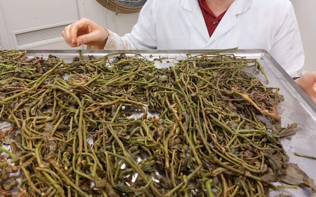Kūmara vines are rich in bioactive compounds, including polyphenols and other phenolic antioxidants, which are associated with anti-inflammatory and disease-fighting properties.