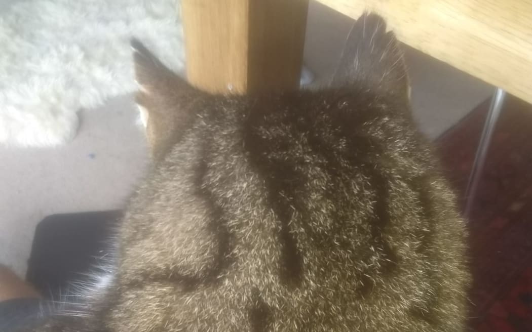 Bryan's cat George (who didn't want to show his face)