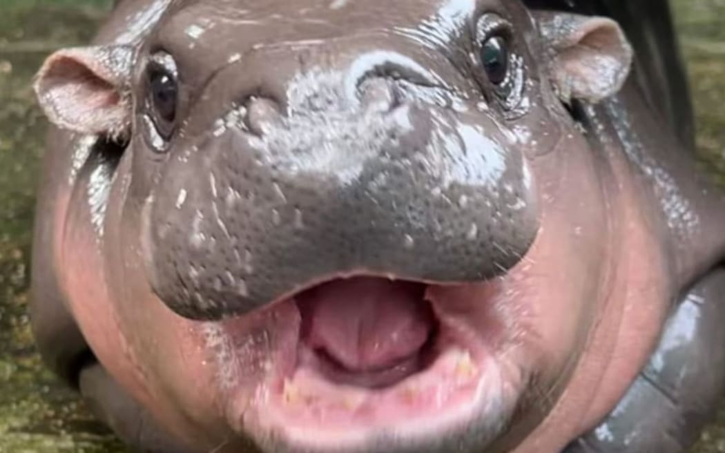 Moo Deng has captured hearts on social media. (Instagram: Khaokheow.zoo)