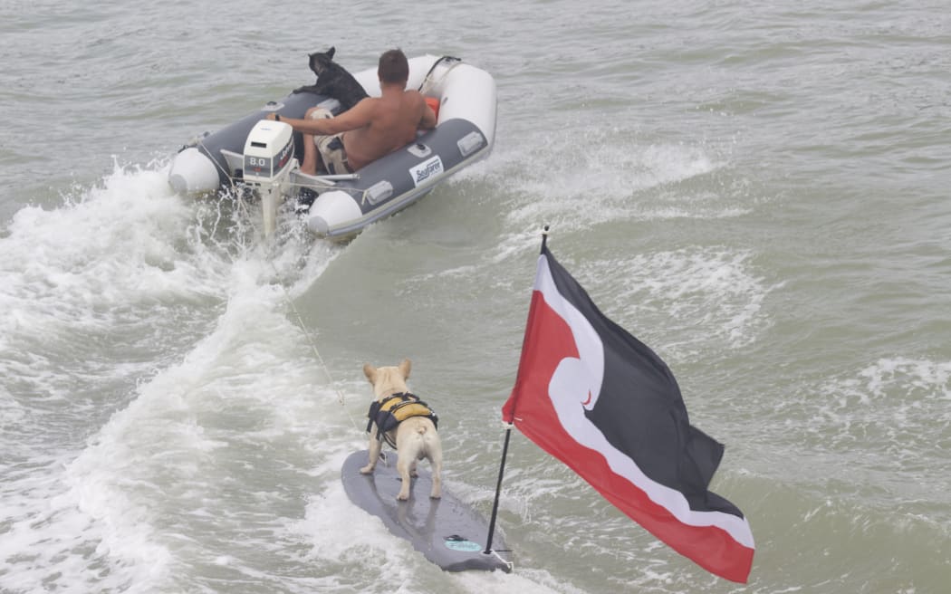 Bosco, the three year old French bull dog, has been surfing for over 1 and a half years.