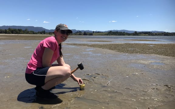 Temperature loggers are pushed into the sediment to capture what the extremes are during hot days with mid afternoon low tides.