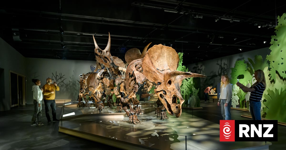 Herd of triceratops exhibition heading to Auckland Museum