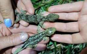 The geckos have been named "Antoinette" and "Brucie-Baby"