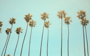 Palm trees (Photo by Julian Howard on Unsplash)