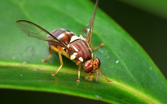 Queensland Fruit Fly.