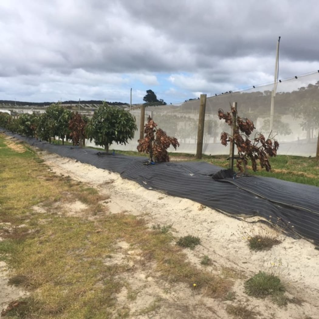 Vandalised avocado trees at Mapua Orchard in the Far North.