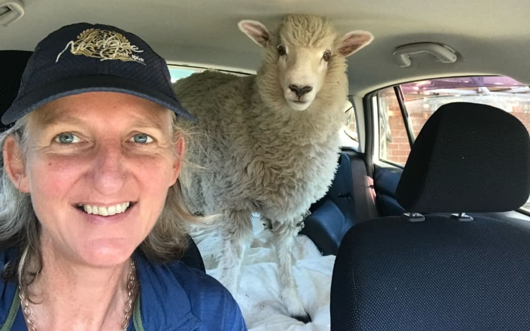 Tessa Kingsbury is sat in the drivers seat of her car. She is wearing a blue baseball cap. Buddy the sheep is behind her in the passangers seat.