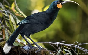 Artists' impression of a female huia