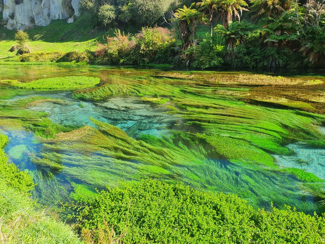 Blue Springs, near Tirau