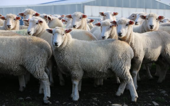 Wiltshire Romney cross sheep in New Zealand.