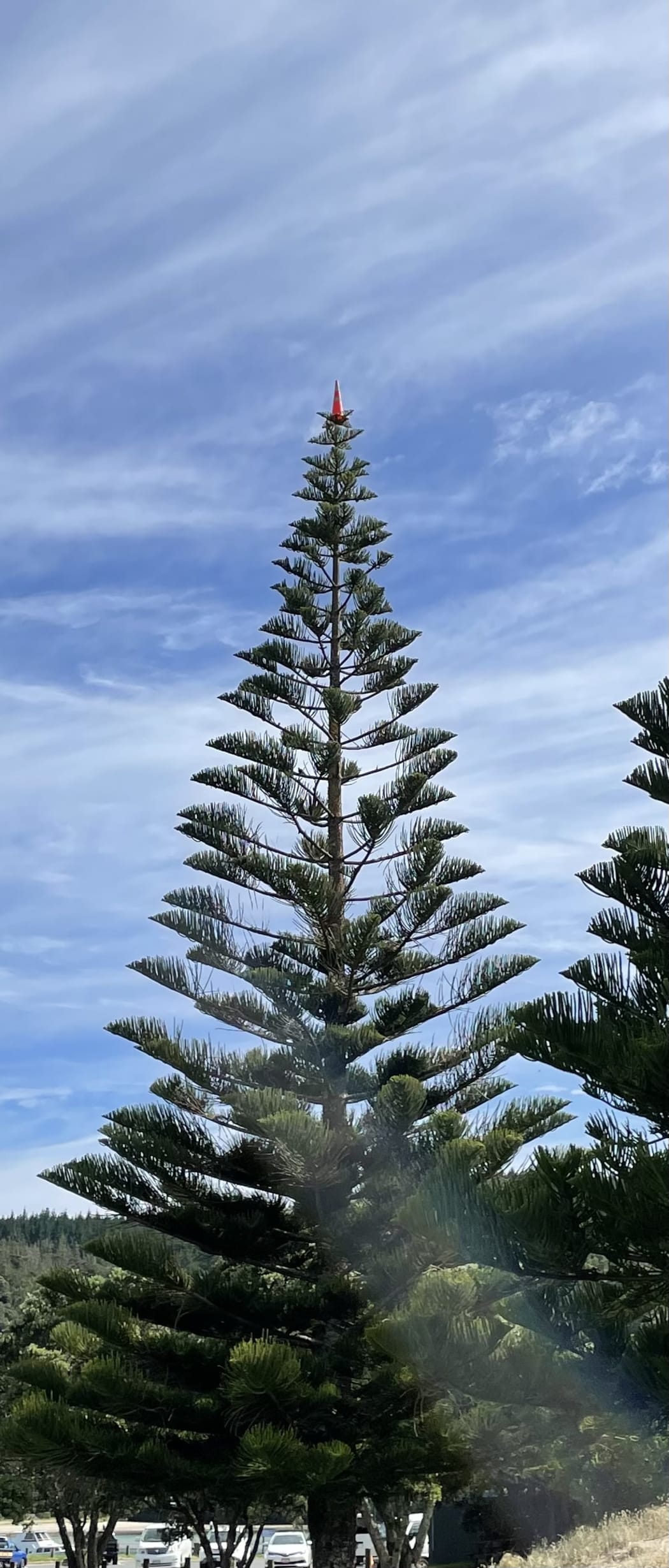A road cone somehow found its way to the top of a pine tree in Whangamatā