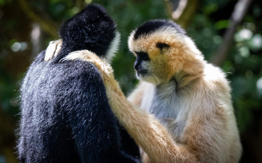 Two gibbons who are face to face shot from the side. There is a dark black gibbon whose face we can’t see, and a paler light brown gibbon with a black patch on the top of it’s head. The brown gibbon has it’s hands on the shoulders of the black gibbon.