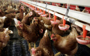 Chickens indoors at a poultry farm in Waddinxveen in the Netherlands (photo taken in 2005)