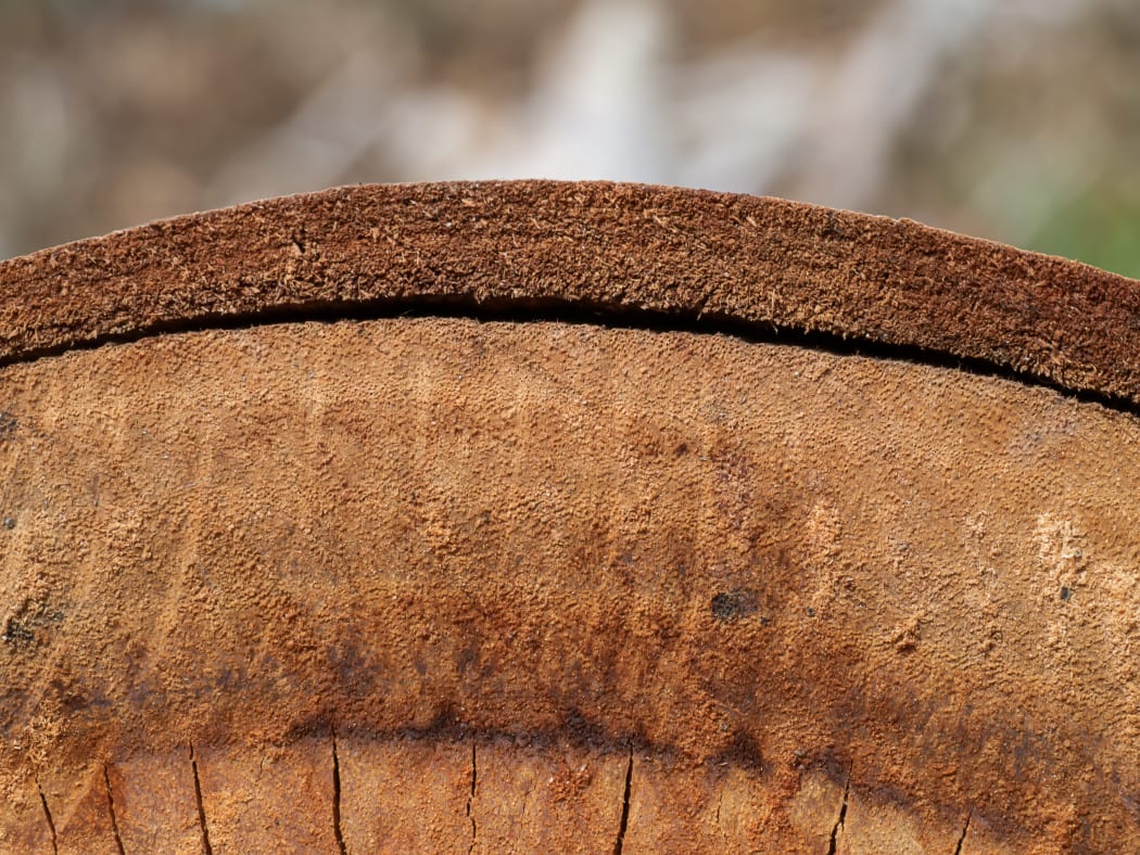 Eucalyptus, a specialty timber grown in New Zealand