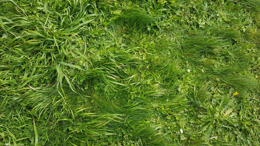 When left untreated by herbicide, lawns can contain dozens of plant species including forbs, grasses, ferns and mosses