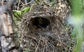 image of a birds nest with chicks in it