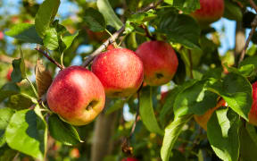 A file photo shows apples on a tree