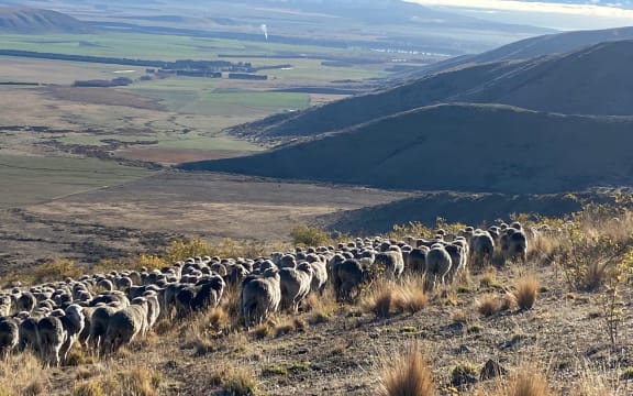 Glenbrook Station high country