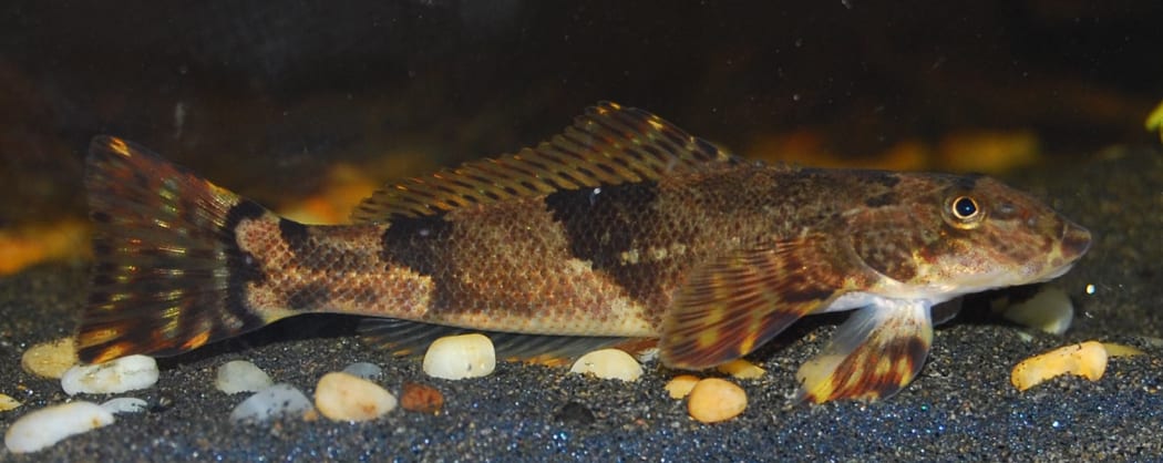 The Torrentfish